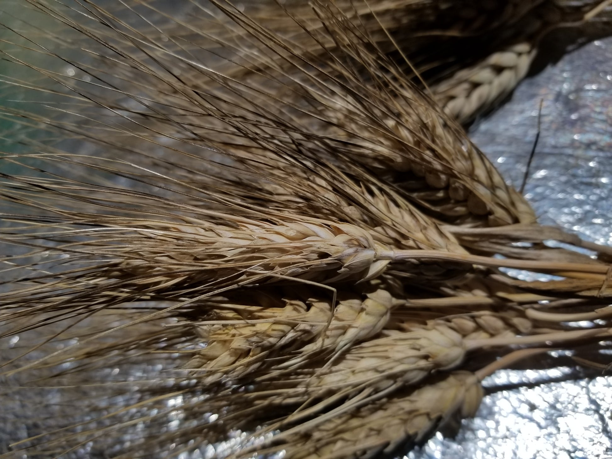 Hourani Wheat "short" variant