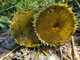 Two very nice, large sunflower heads
