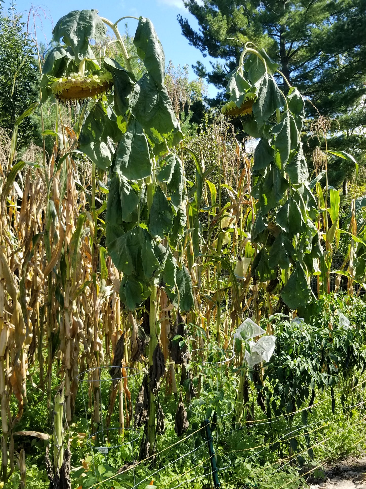 largest sunflower heads are often on very tall stalks