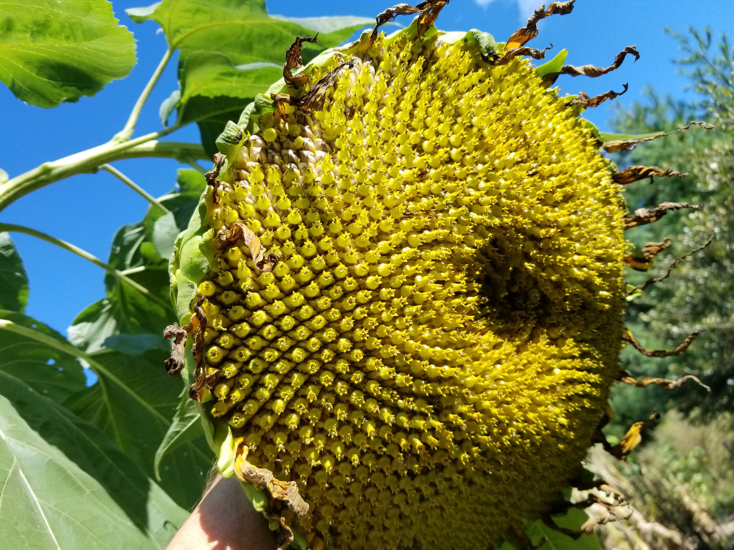 Homestead Sunflowers