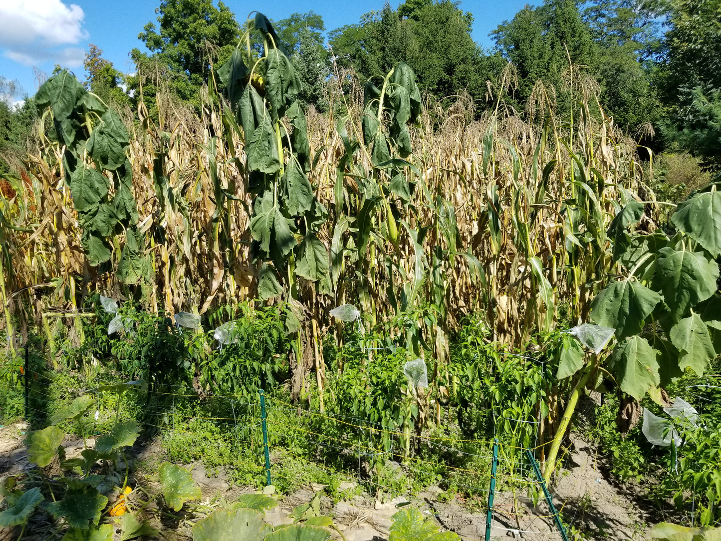 Homestead Sunflowers