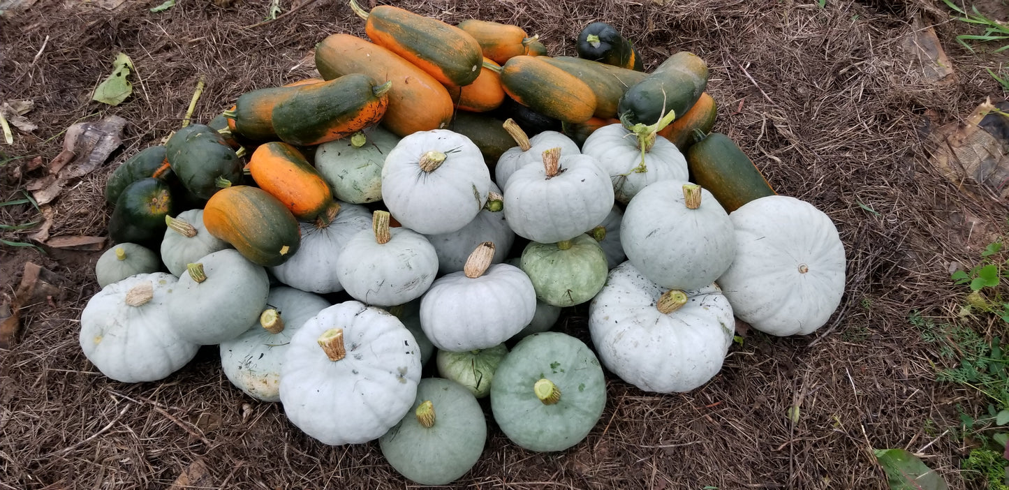 Stella Blue Squash