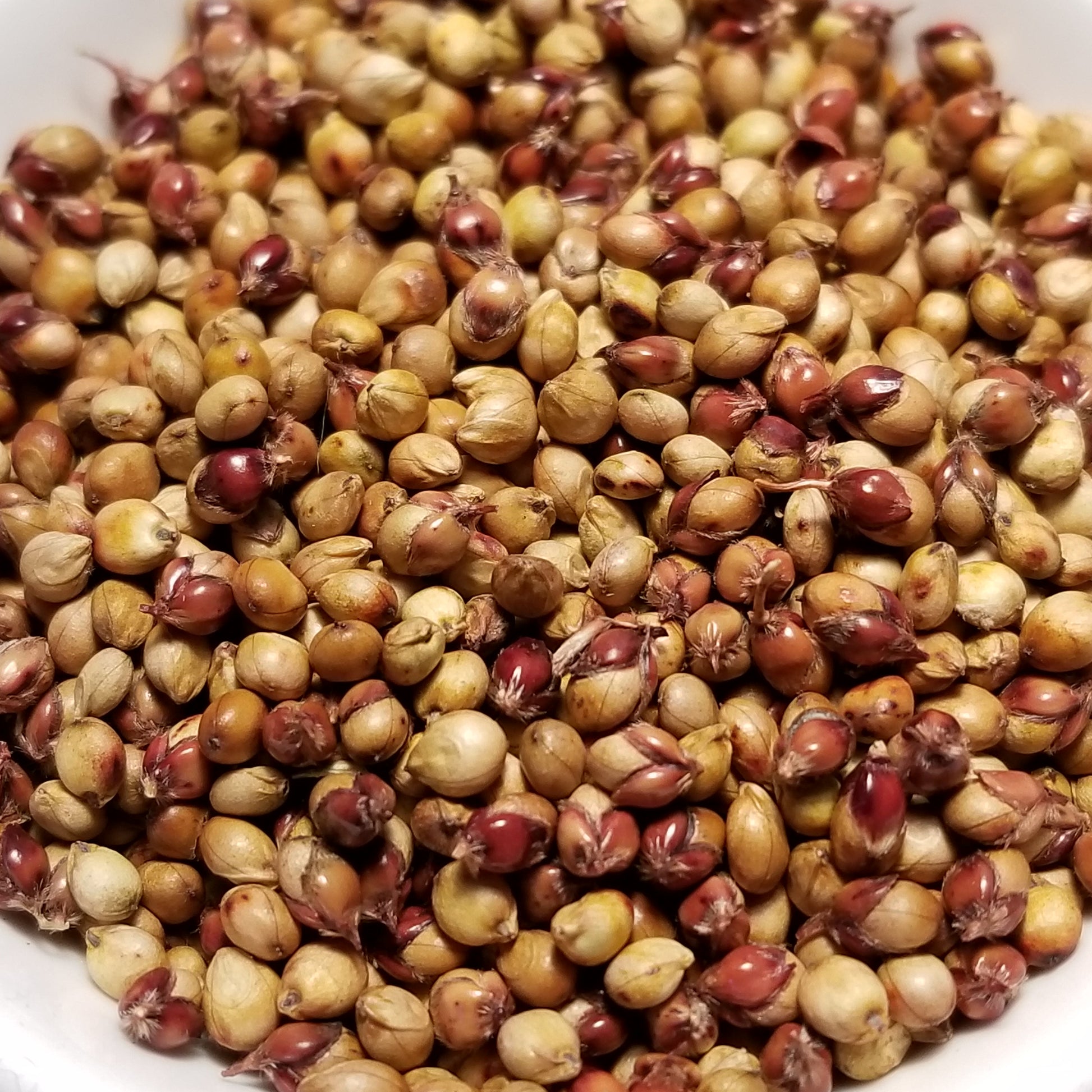 seed Dragon's Claw Millet