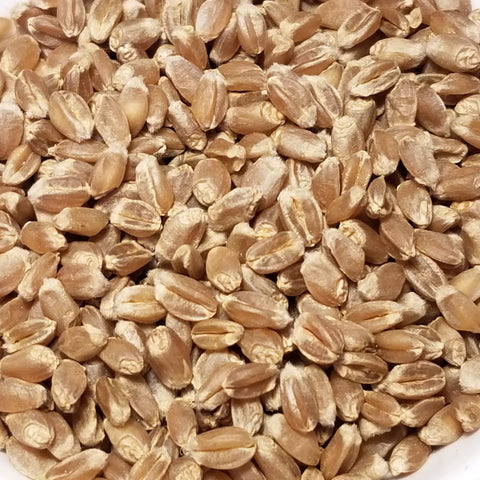Red Bobs Wheat seed