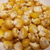 Gaspe' Flint Corn seeds