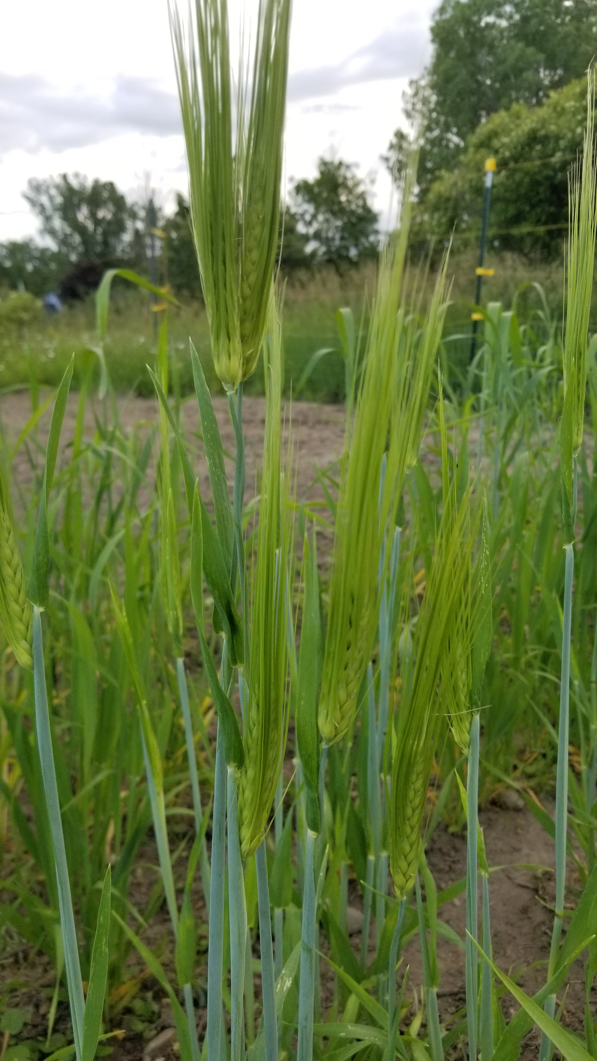 Kusa Naked Food Barley 111-621 head formation