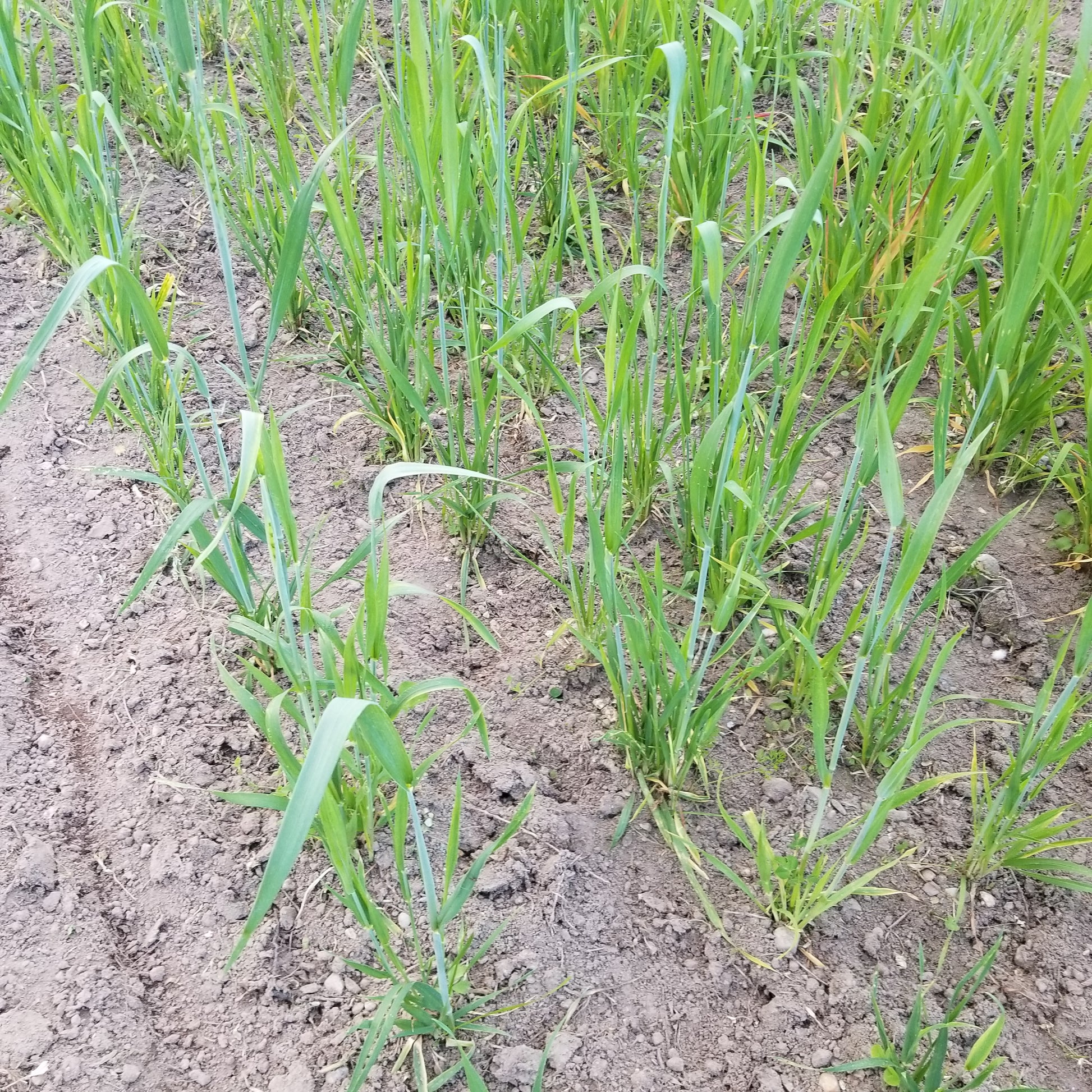 plot of Red Bobs Wheat