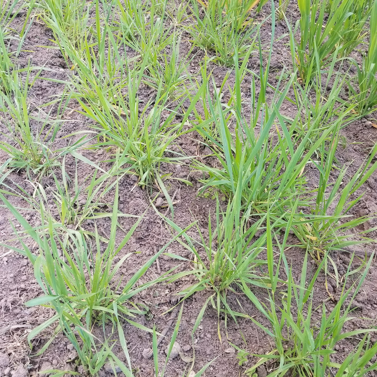 Plot of Spring Dinkel