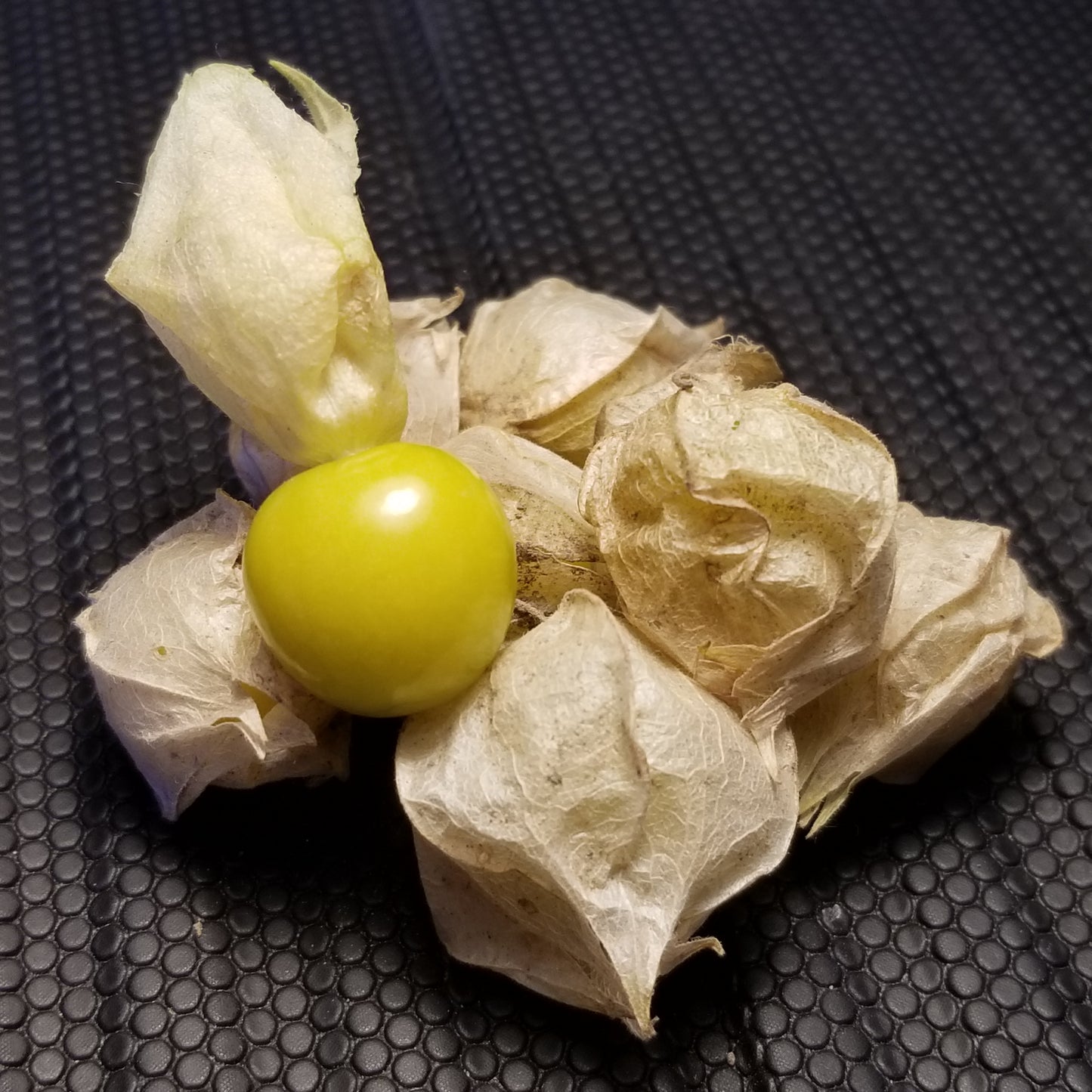 Goldie Ground Cherry
