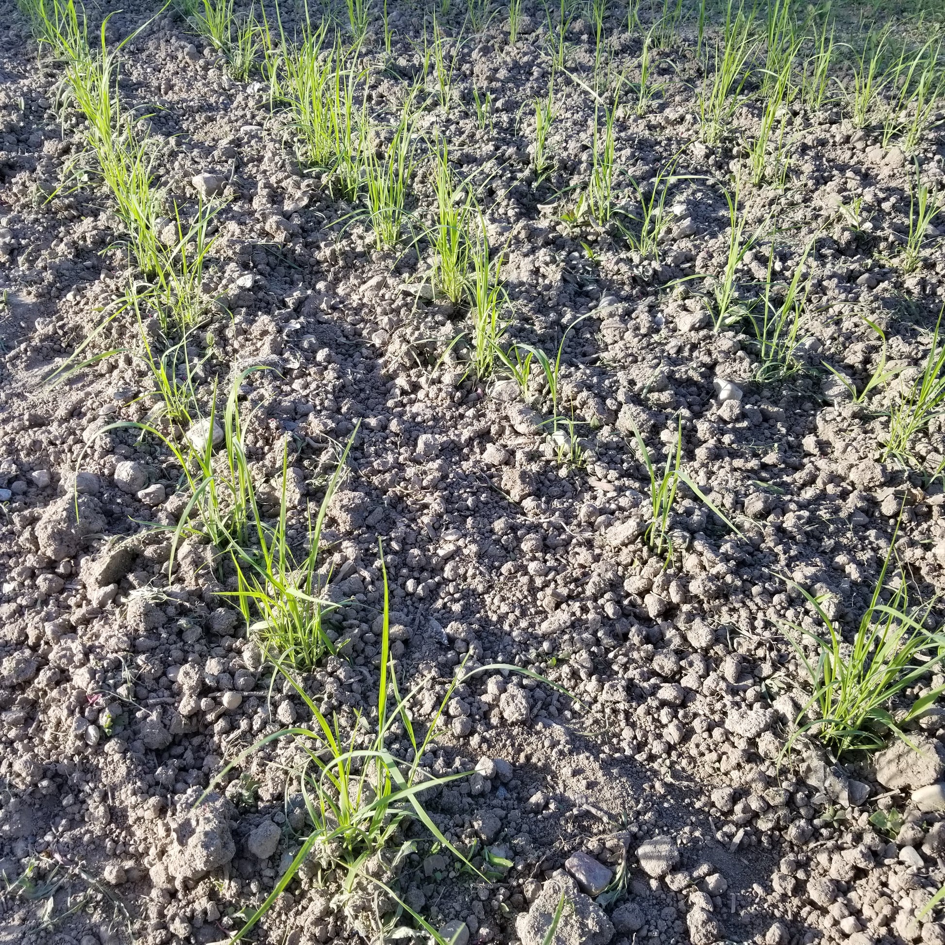 White teff (Eragrostis tef) seedlings