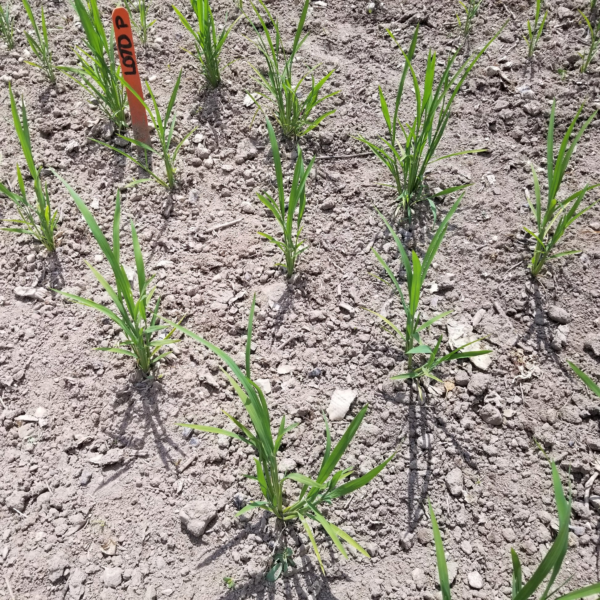 Loto Upland Rice