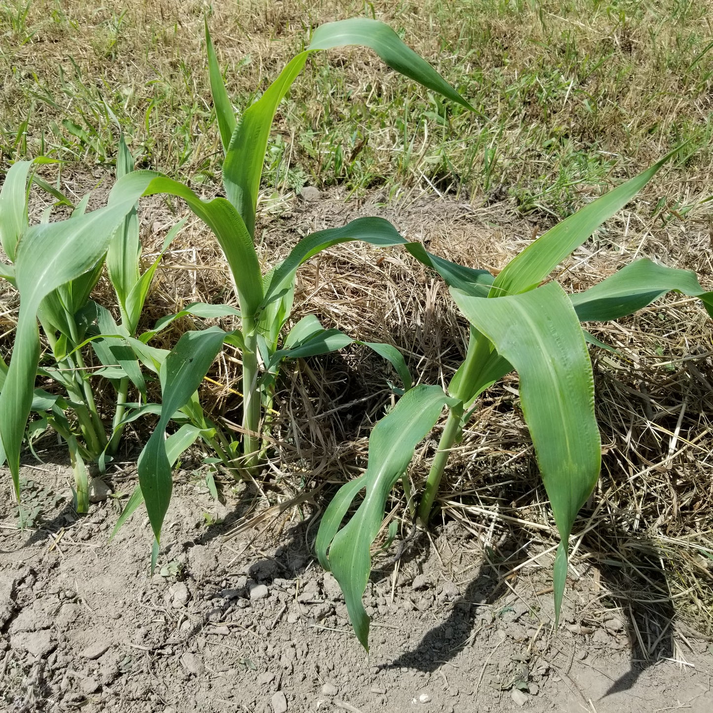 Young Ames Amber Sorghum plants