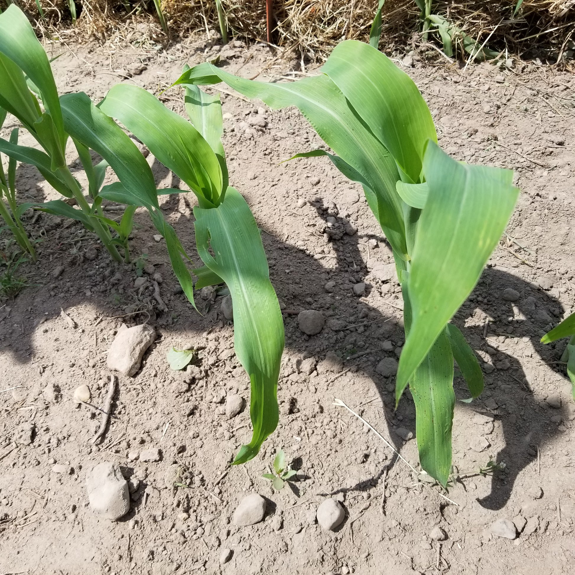 Black Hungarian Sorghum