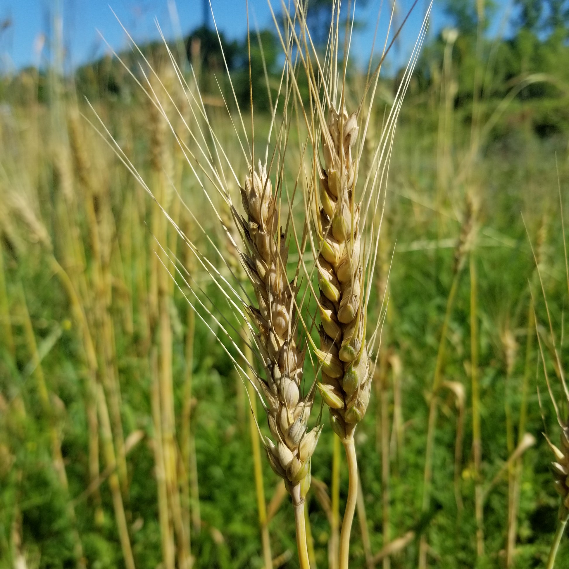 Phoenix Wheat awns