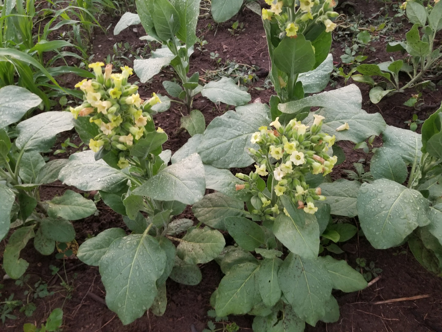Tobacco Rustica