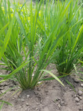 Loto Upland Rice forming a large number of tillers