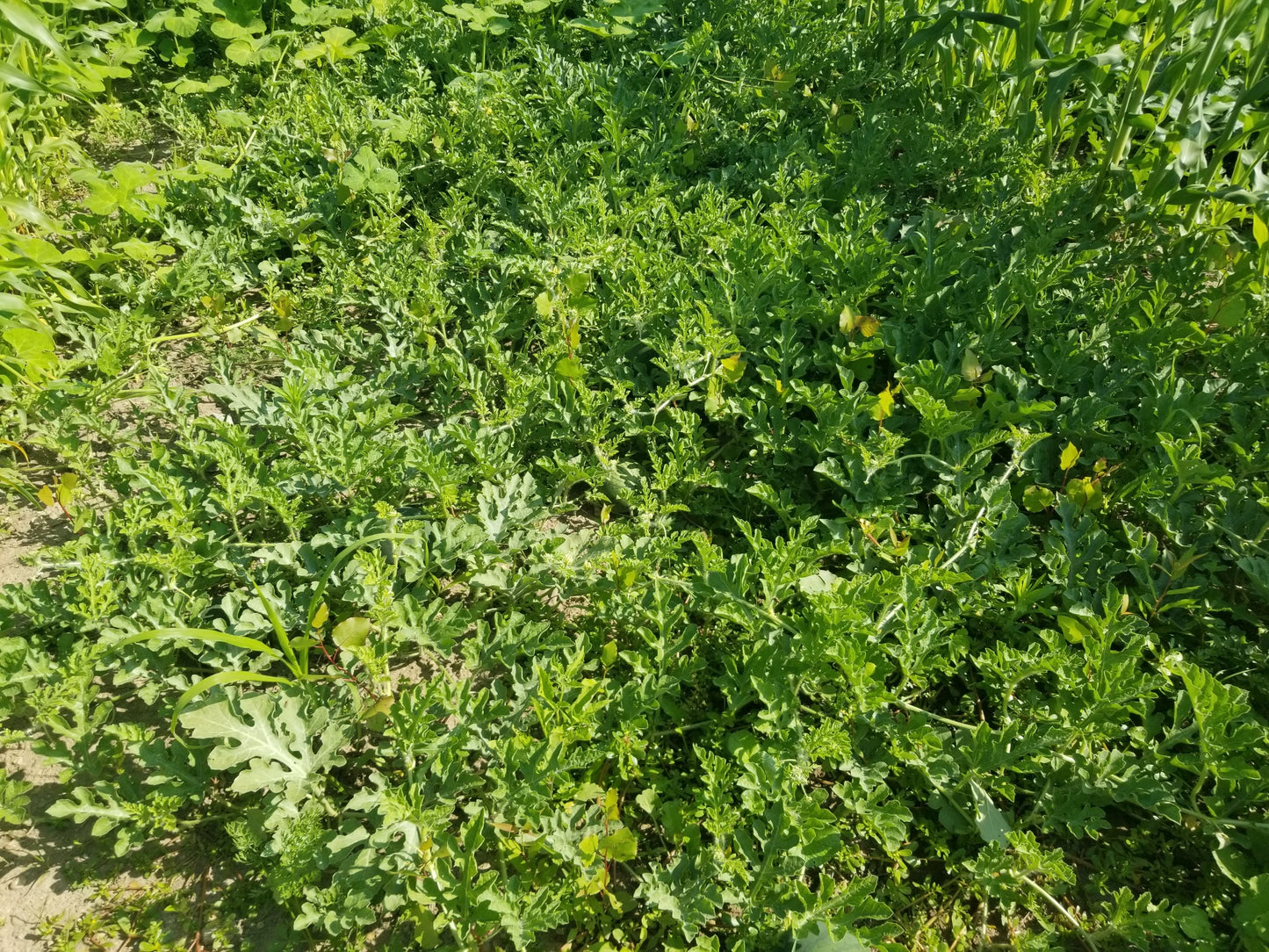 Blacktail Mountain Watermelon vines form a dense cover