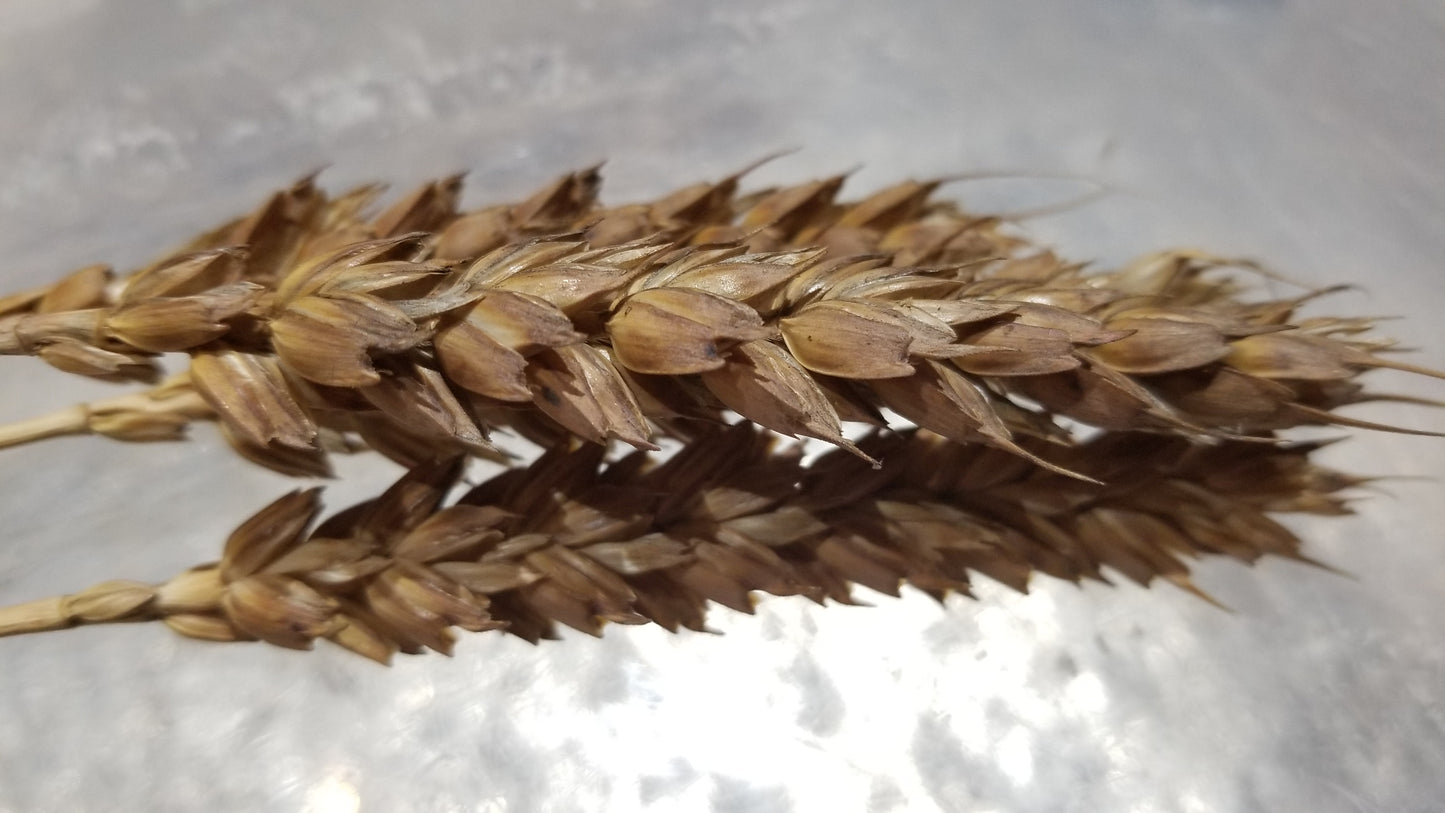 Red Clawson Wheat