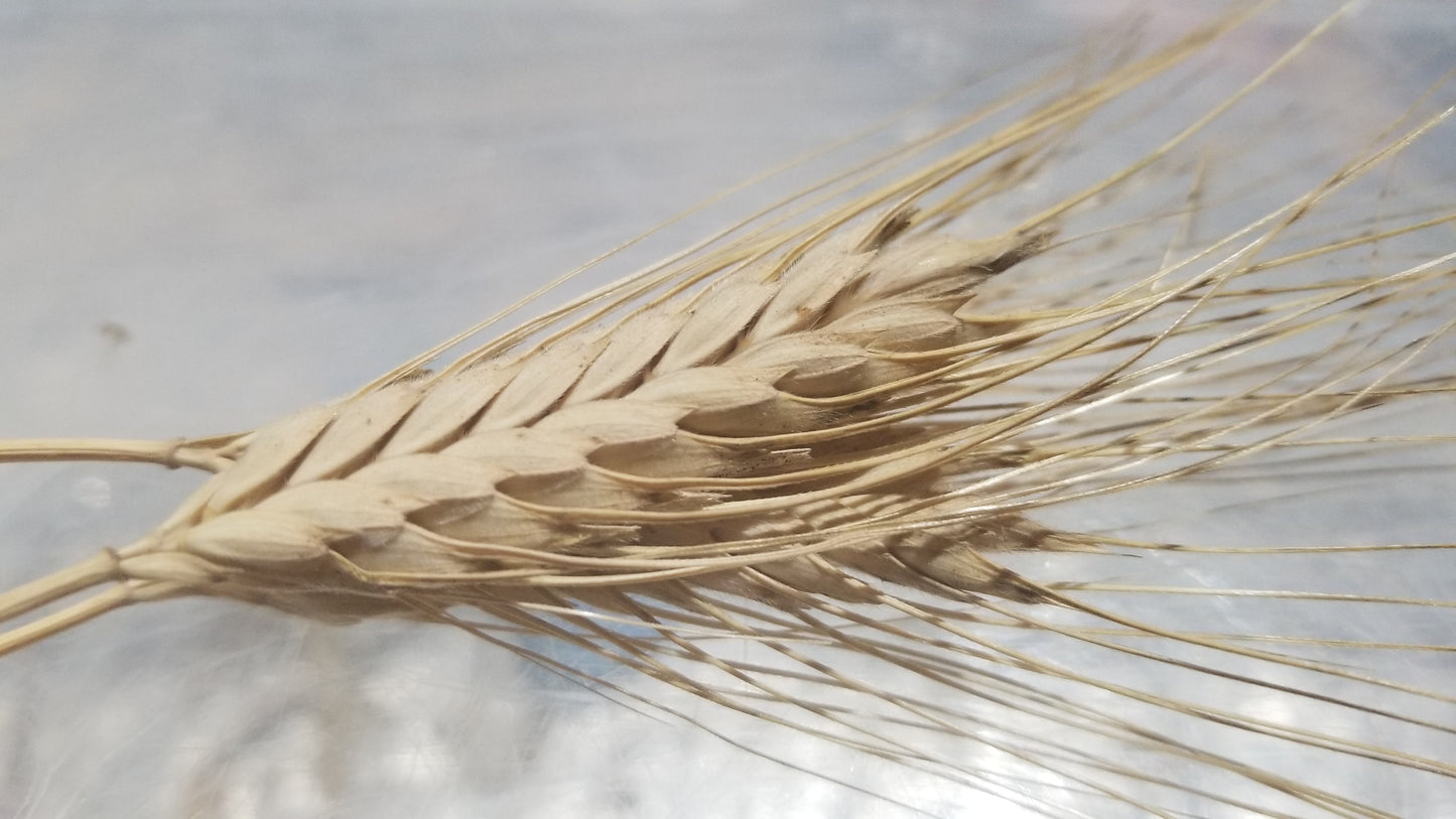 Timopheevii Wheat