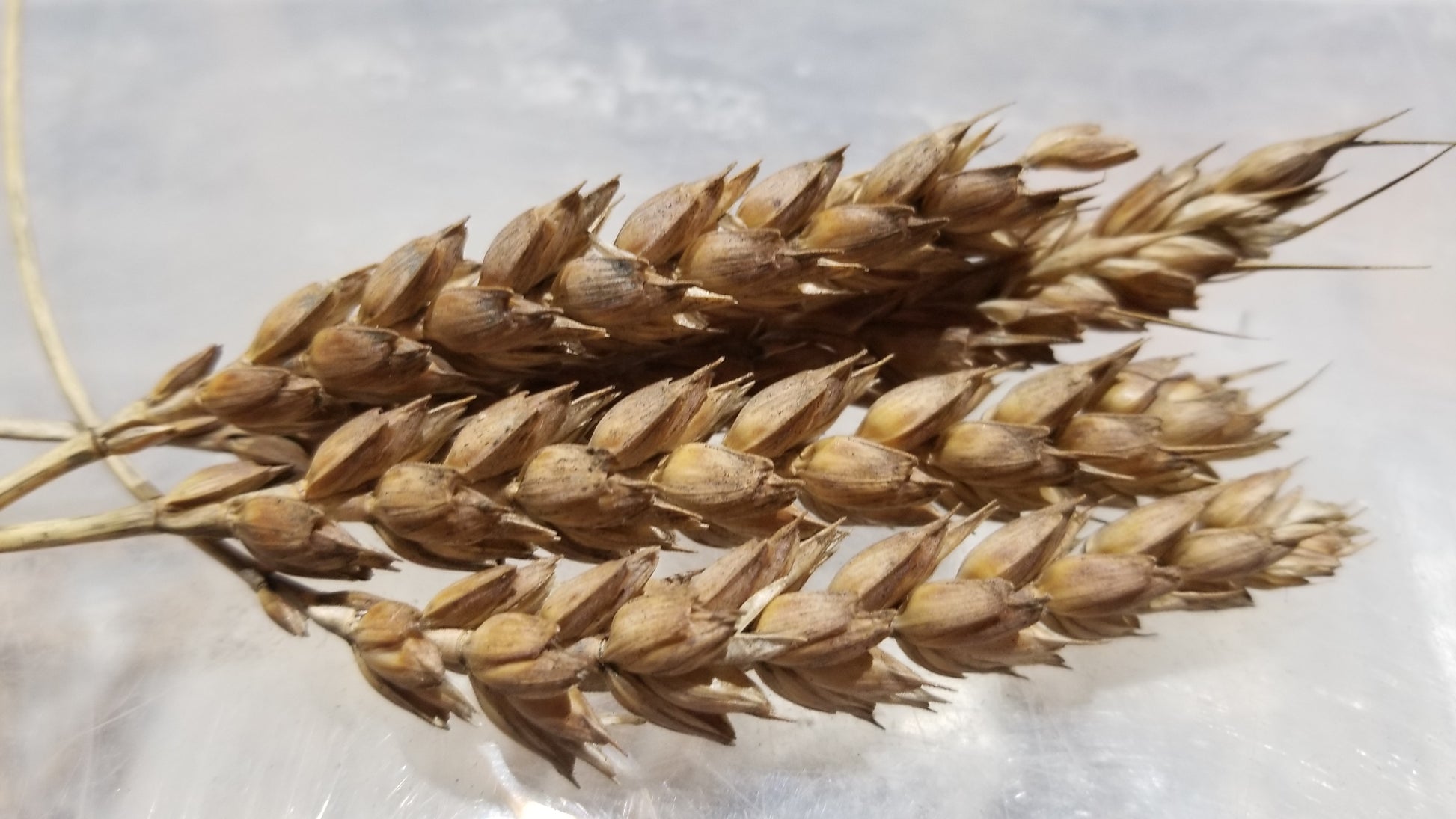 Red May Wheat