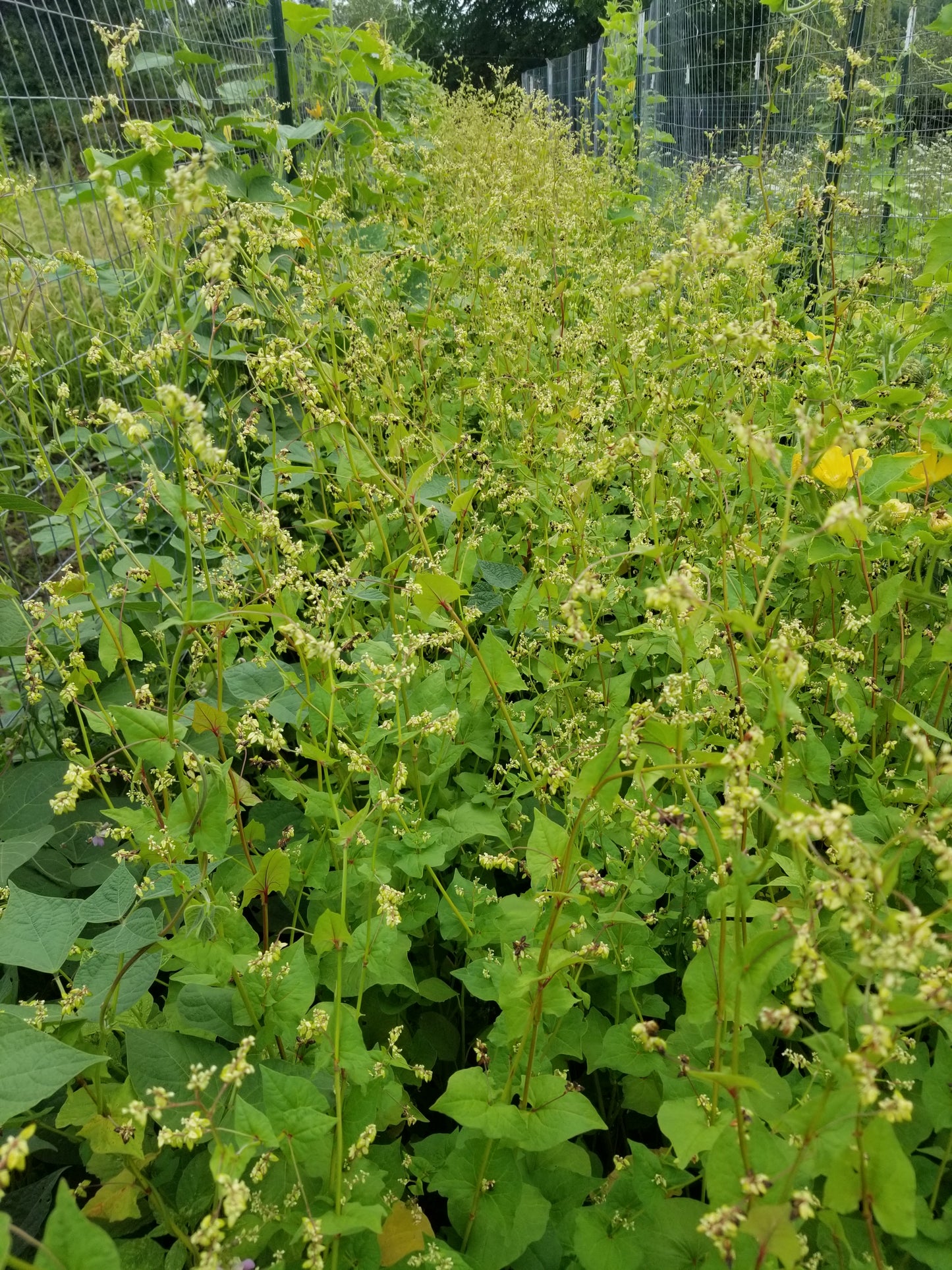 Tartary Buckwheat with seed formation