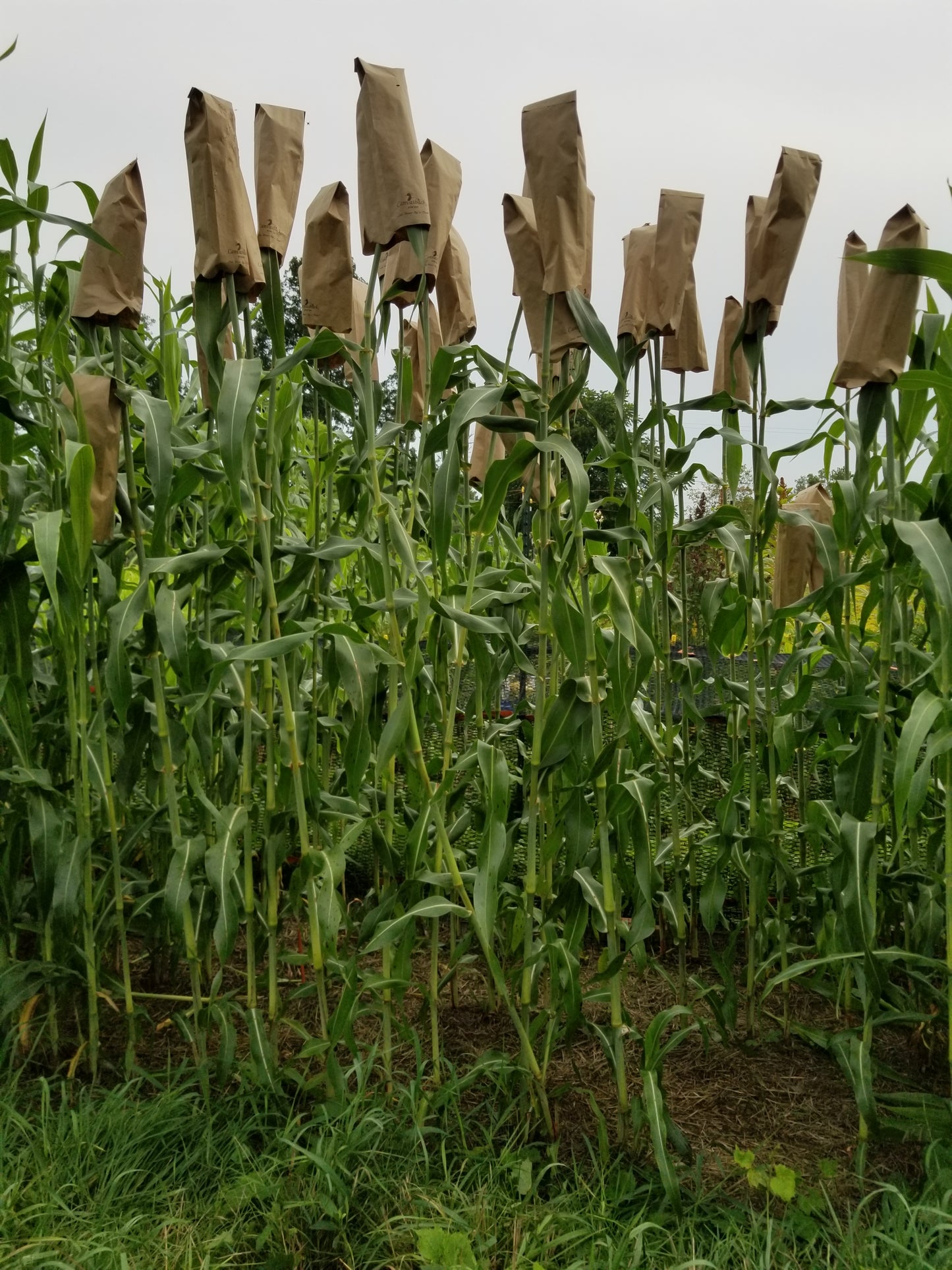 Ba Yi Qi Sorghum sorghum ba yi qi ba ye qi