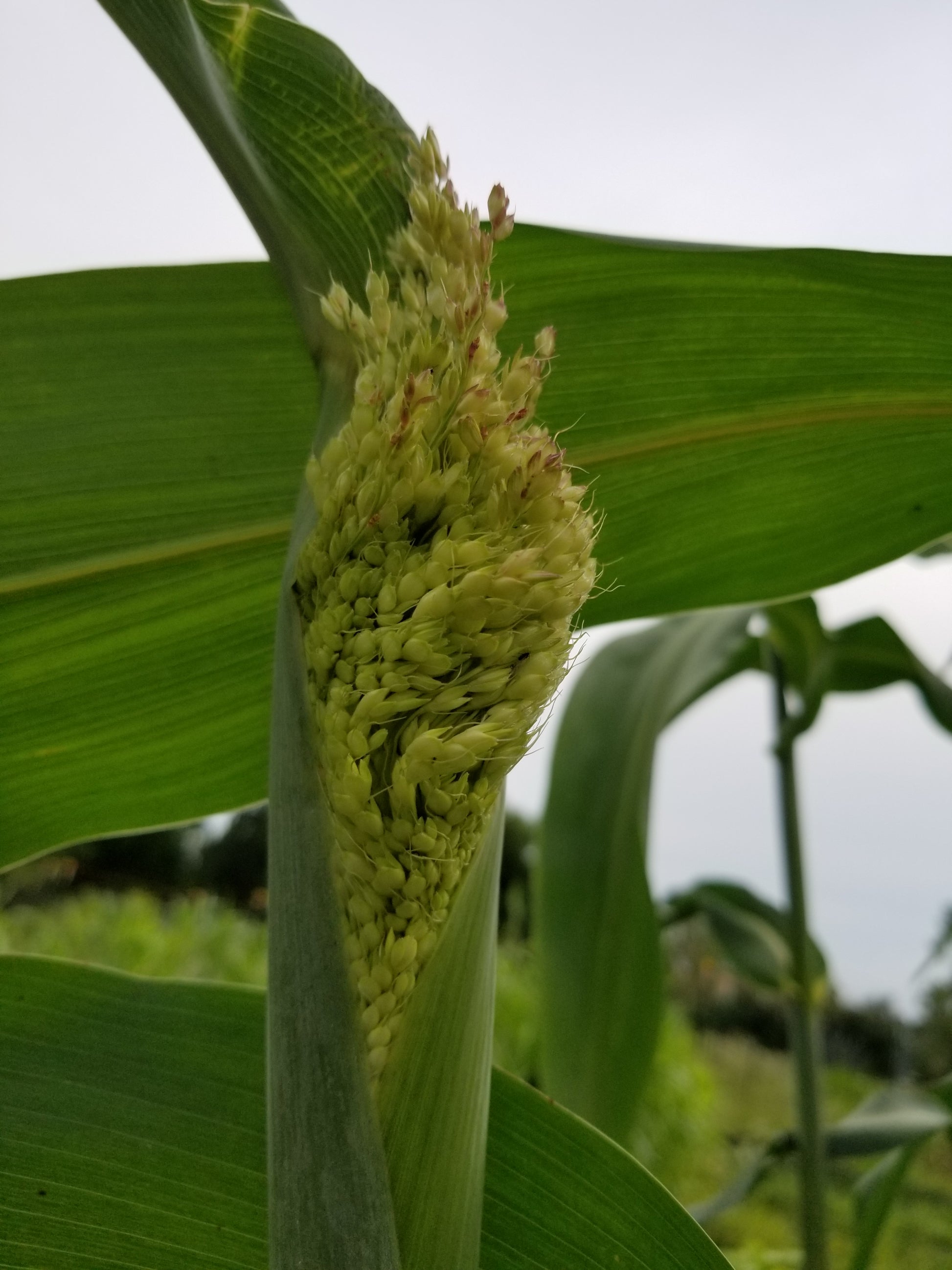 Black Hungarian Sorghum