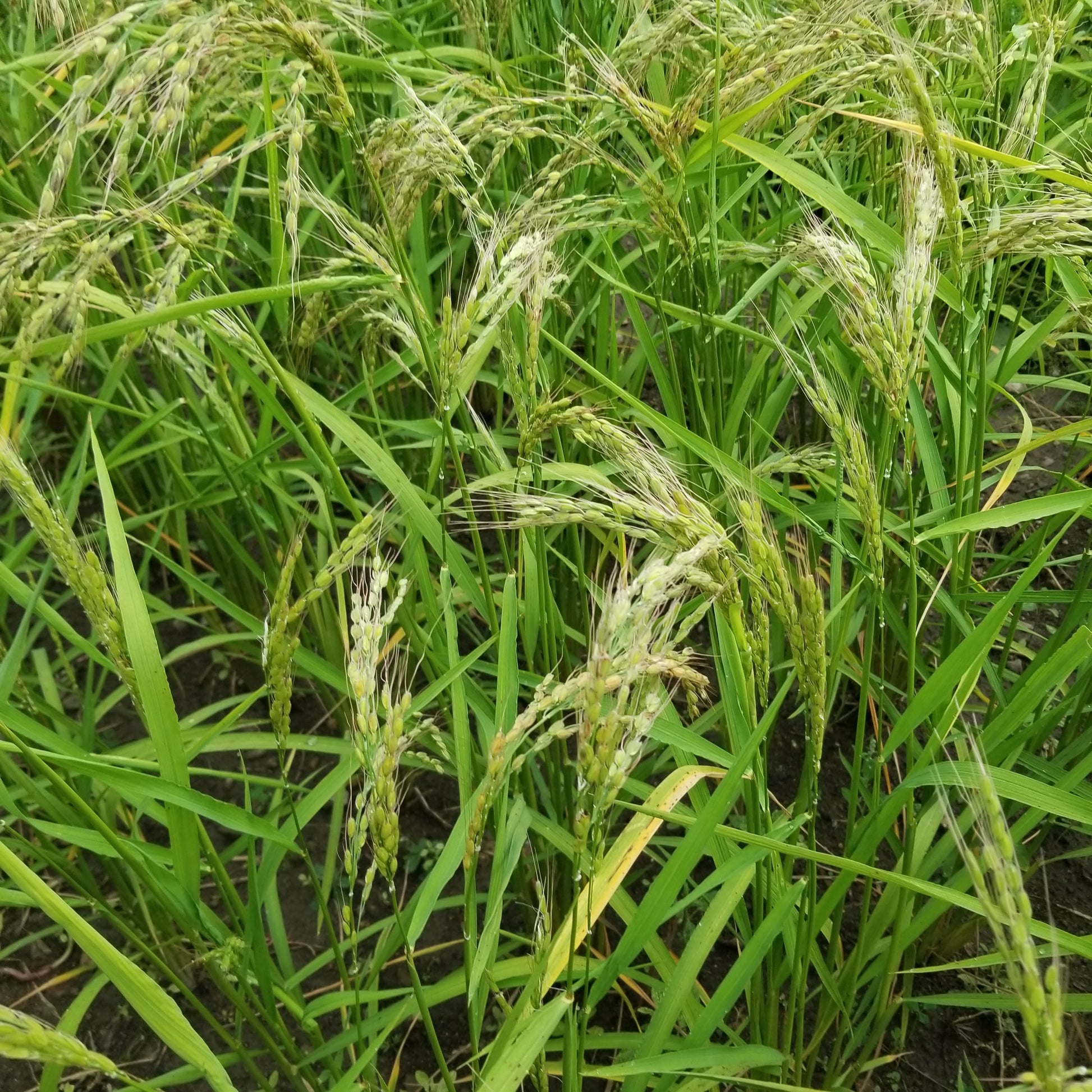 Duborskian Rice