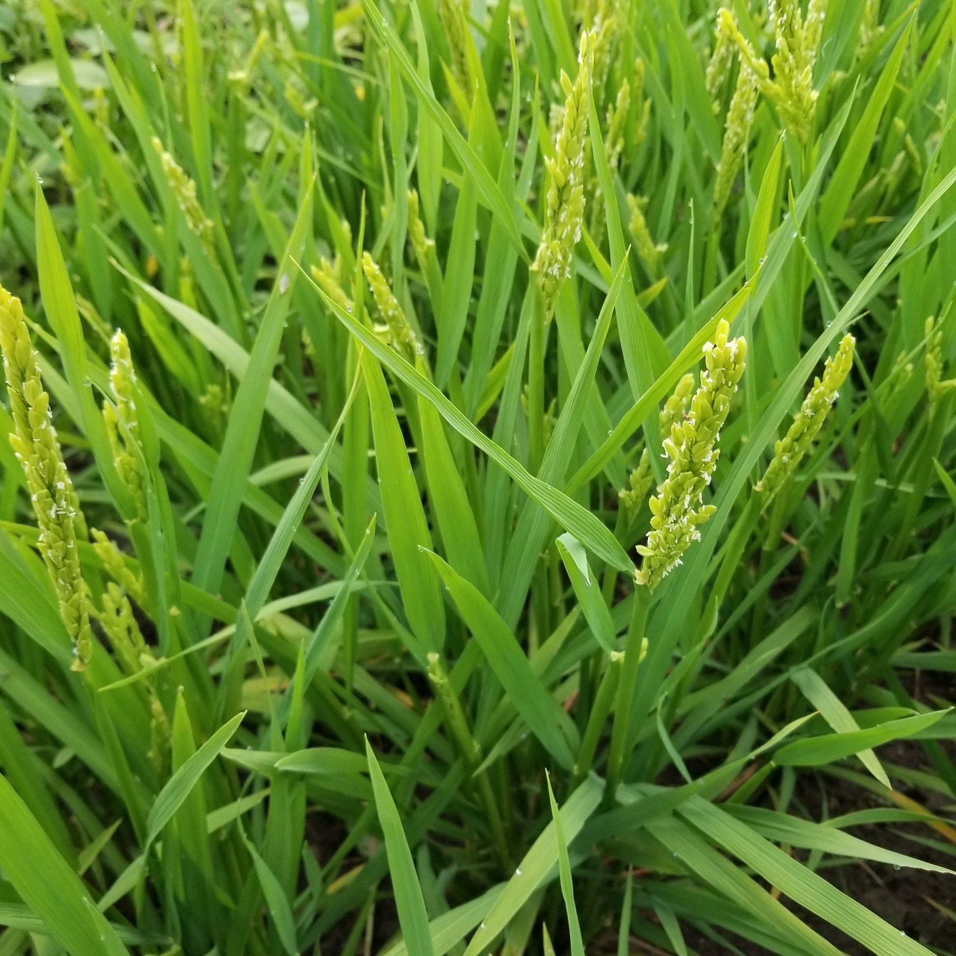 Loto Rice in bloom