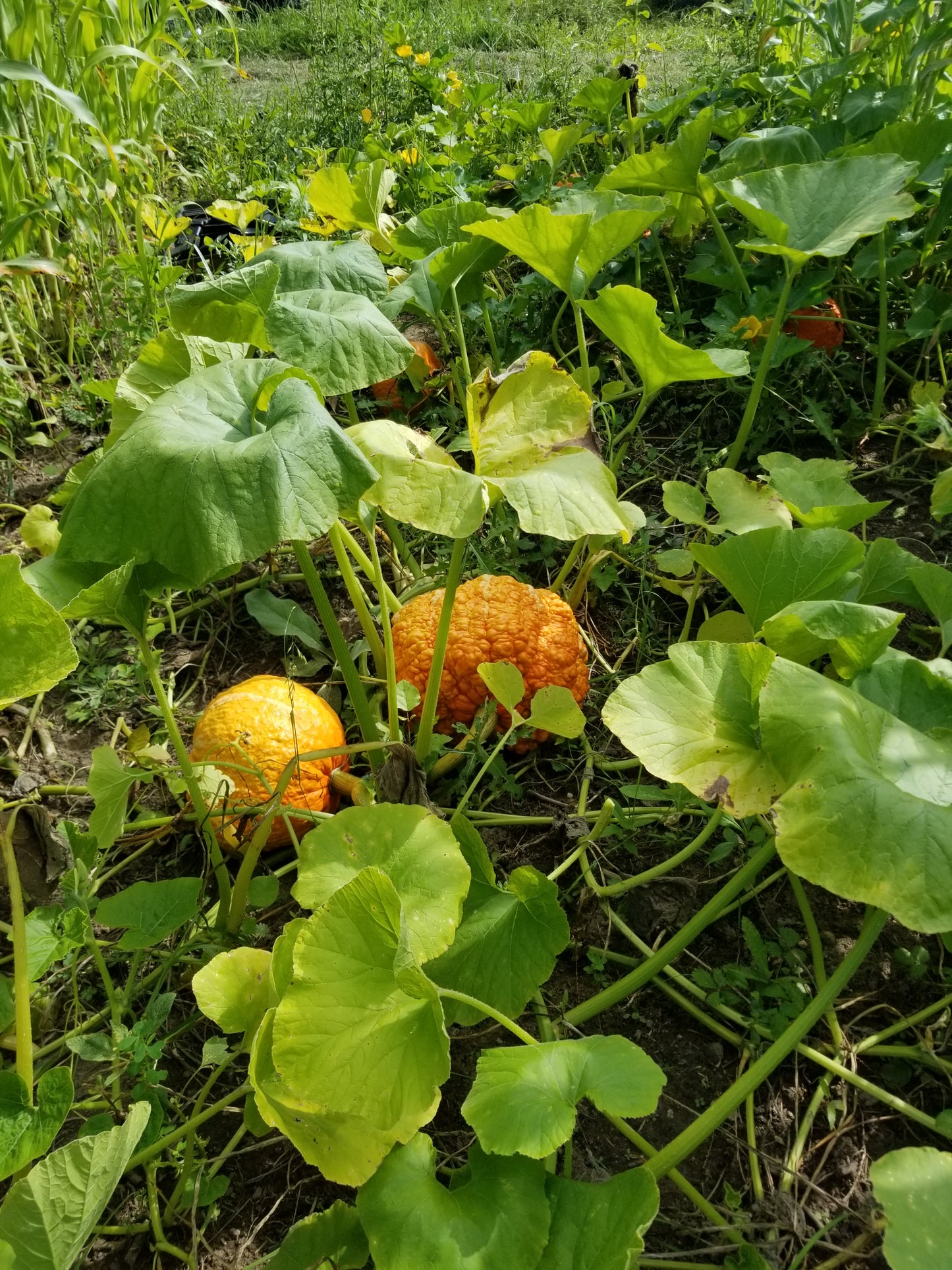 Silverbear Strain Maxima Squash