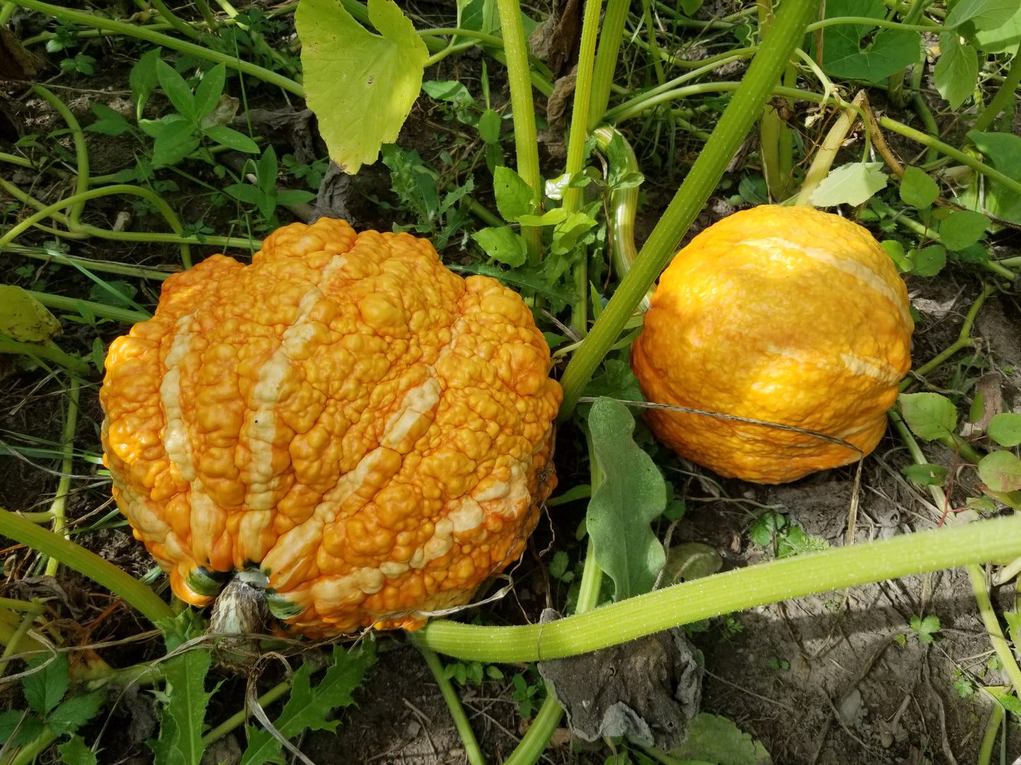 Silverbear Strain Maxima Squash
