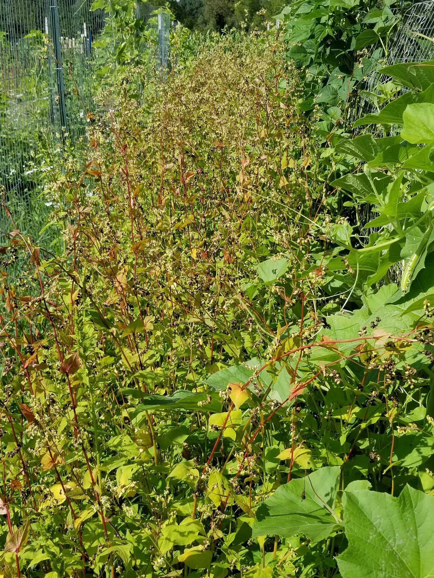Tartary Buckwheat (Aug 24) beginning to ripen