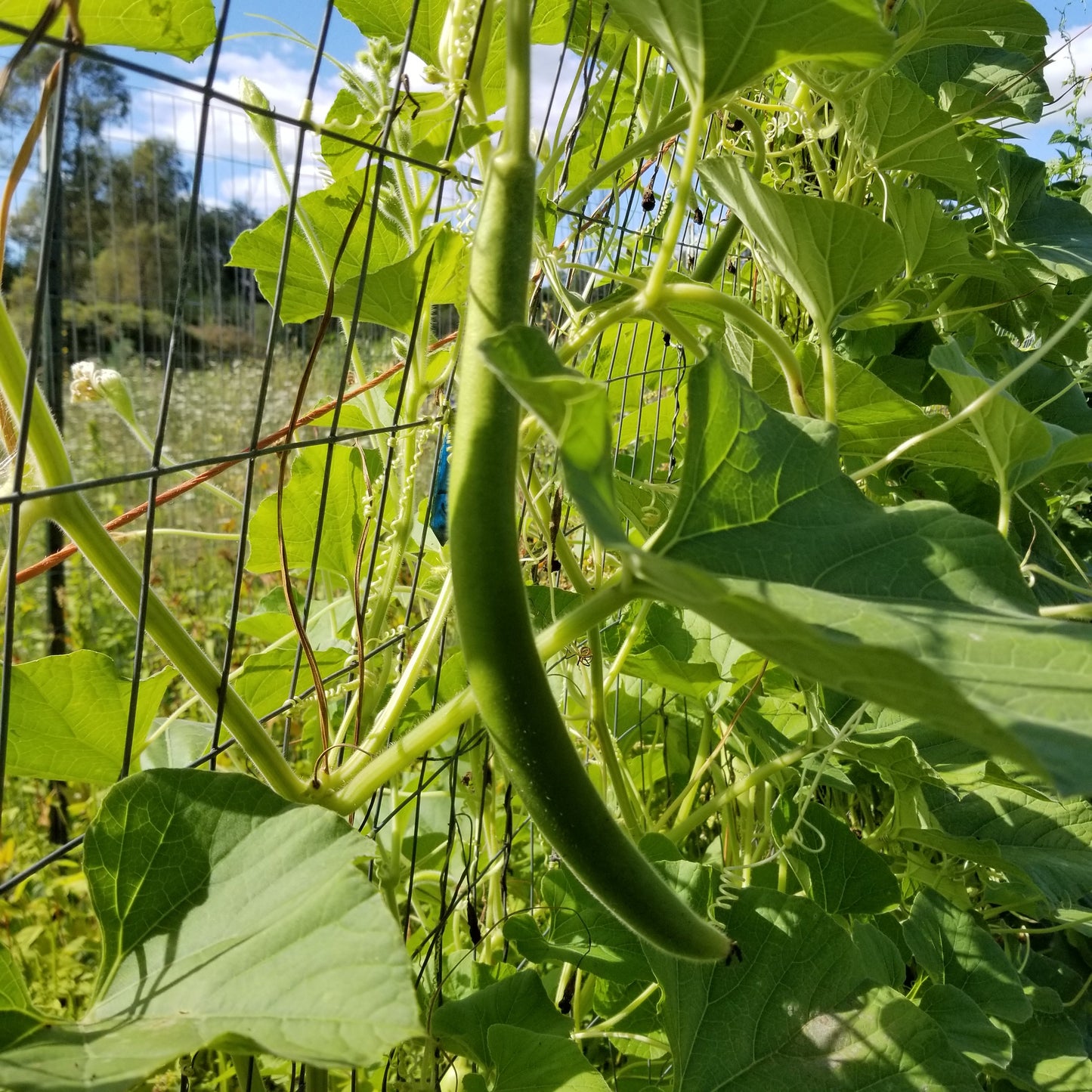 Cucuzzi Squash Gourd fruit hanging on a trellis
