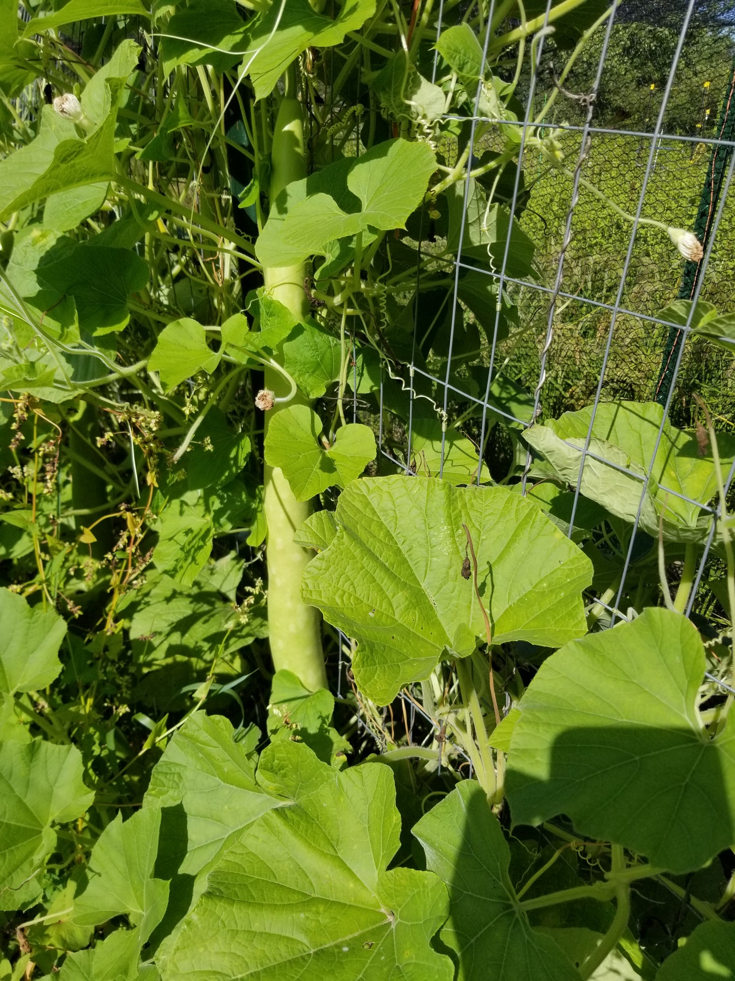 Cucuzzi Squash
