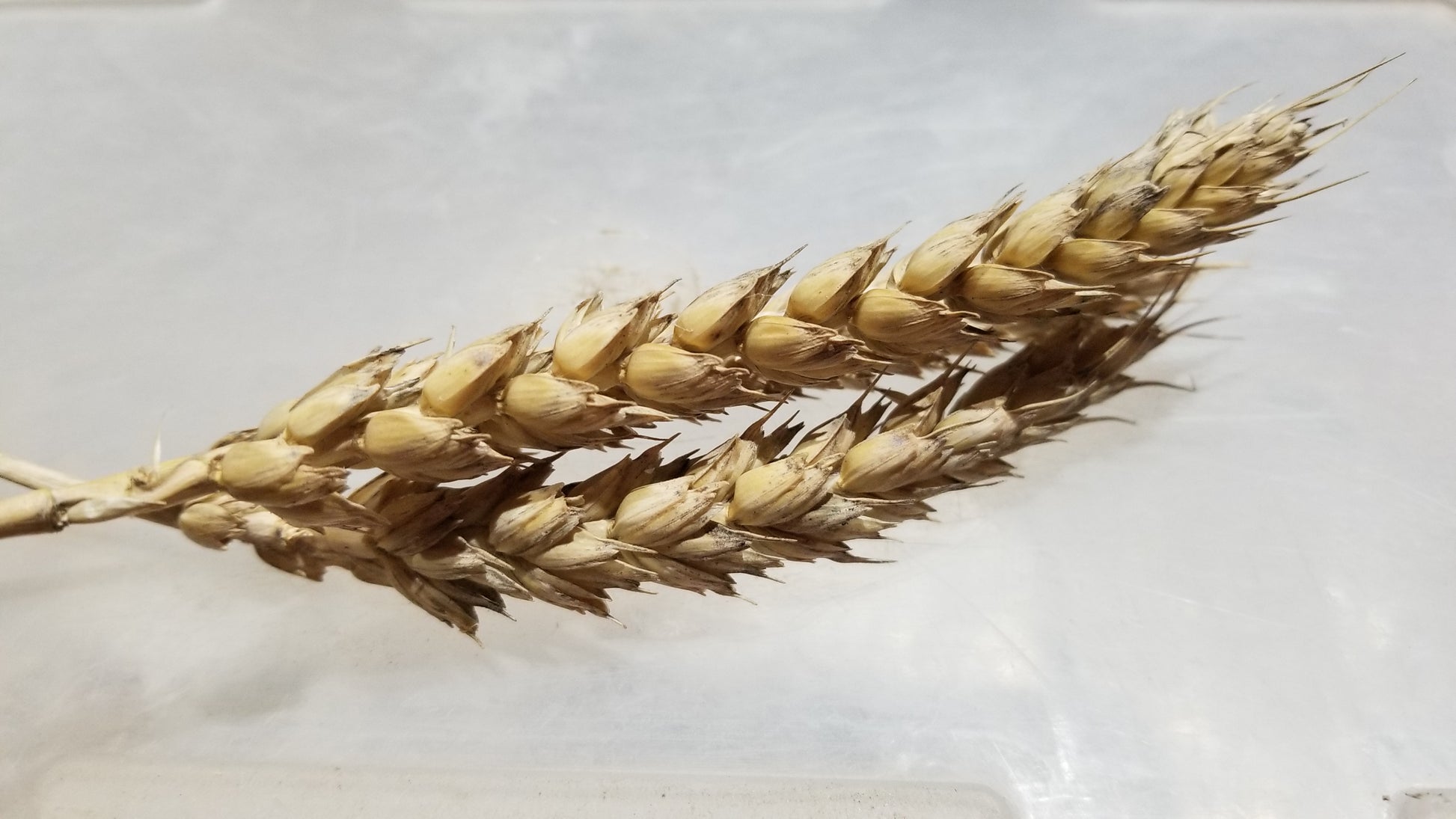 Sirvinta Wheat