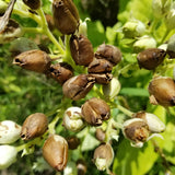 Tobacco No 3 seed pods