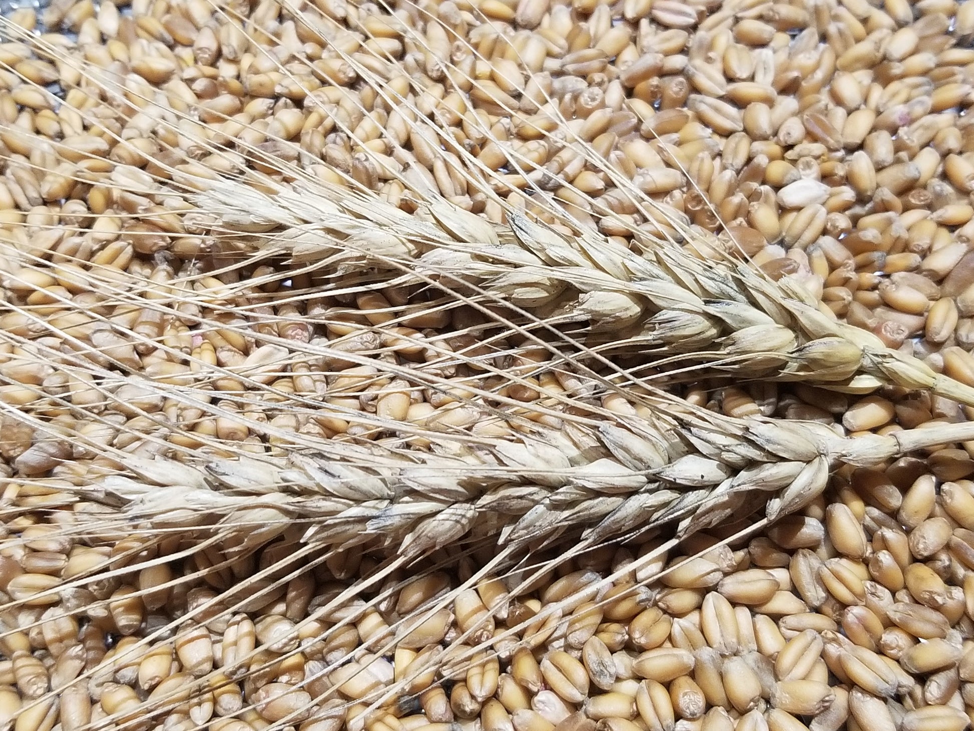 Michigan Short South Wheat