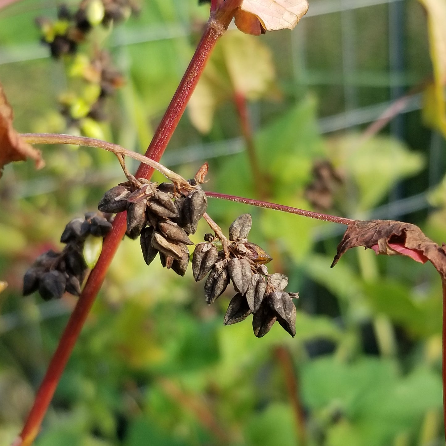 Tartary Buckwheat close view of seeds on stalk/stem