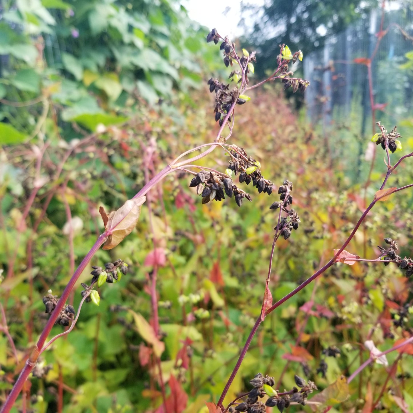 Tartary Buckwheat view of seeds on stalk/stem
