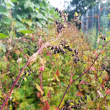 Tartary Buckwheat view of seeds on stalk/stem