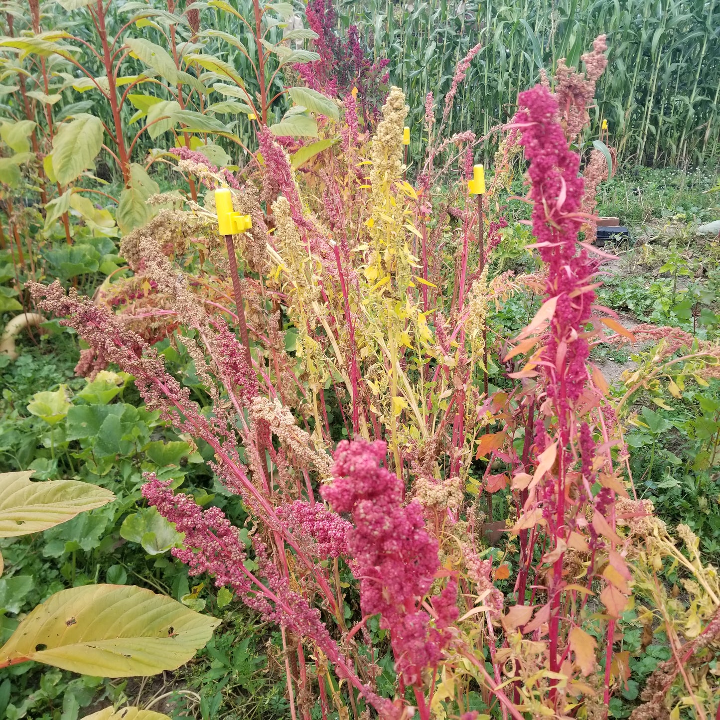 Multi-hued Quinoa (red and pink quinoa)