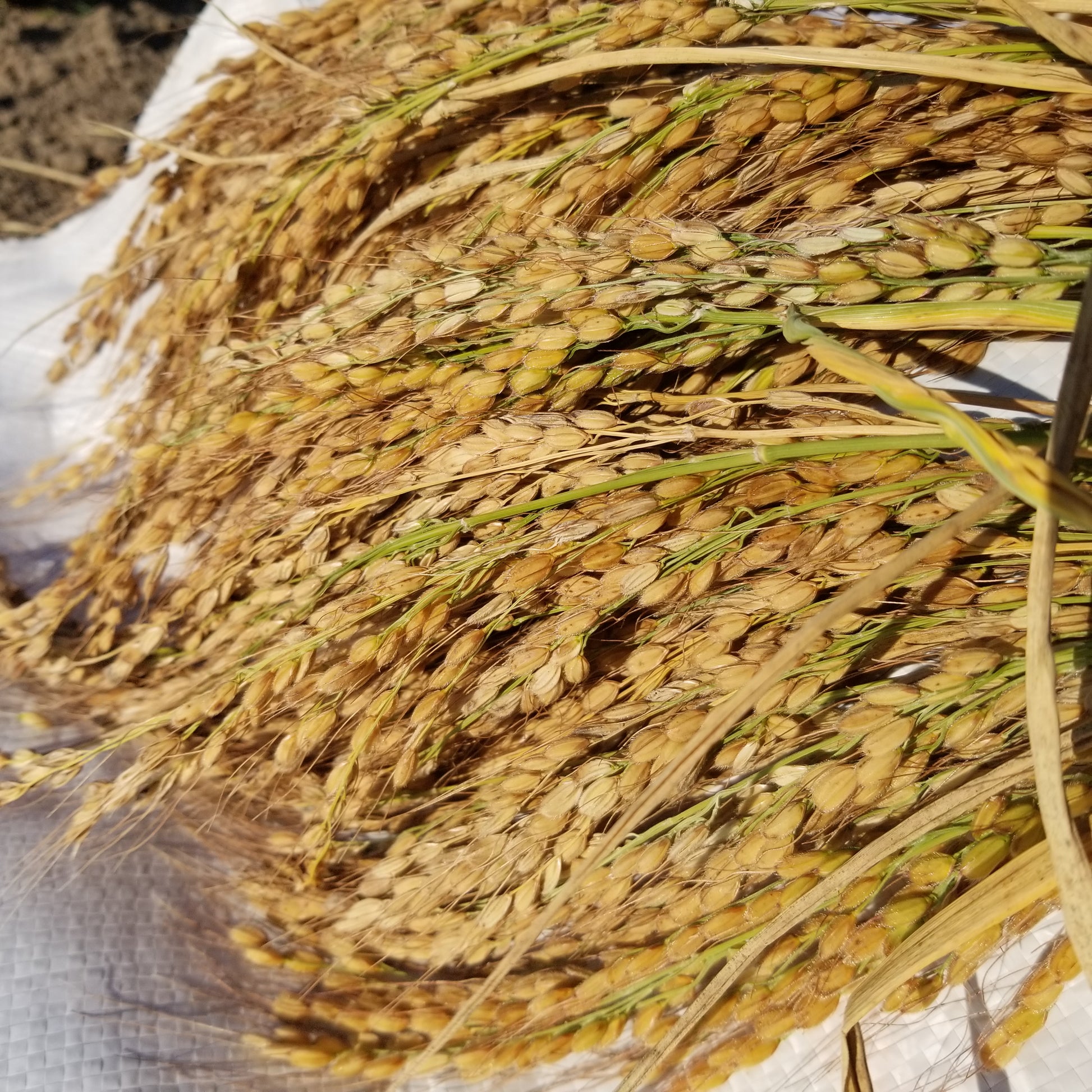 Sun ripened Duborskian Upland rice grains golden in their hulls on full panicles recently harvested