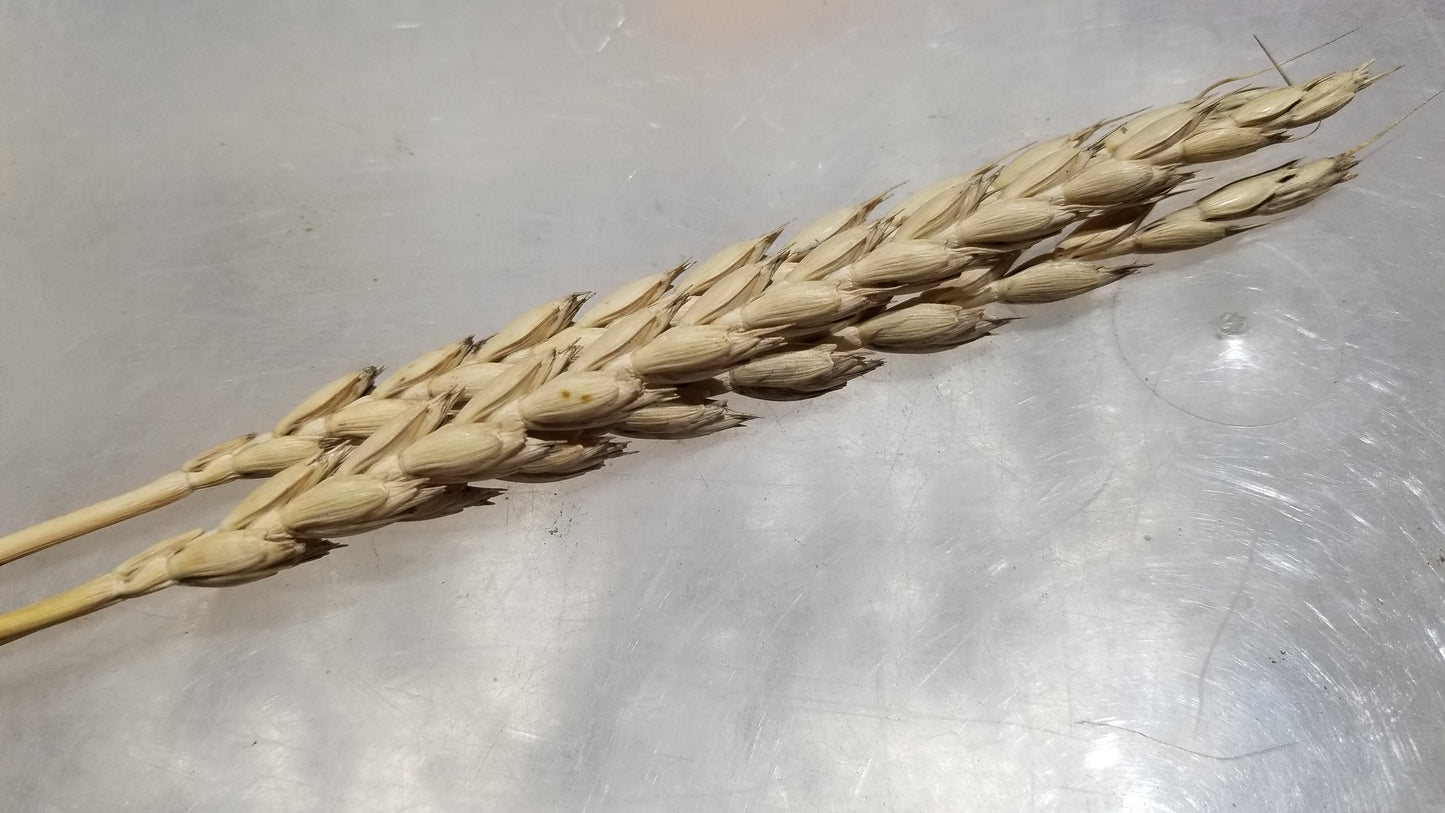 Spring Dinkel