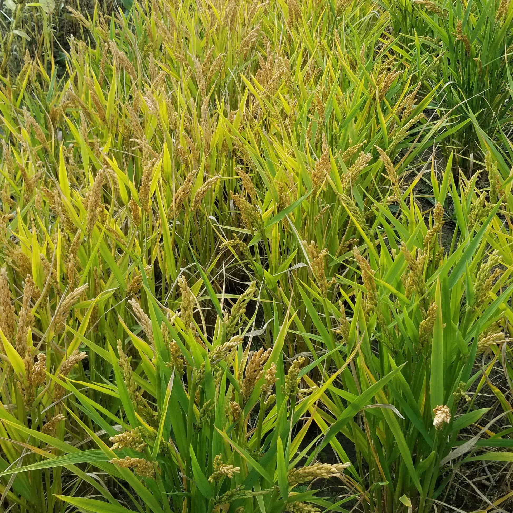 visible difference in the transplanted (left) vs direct seeded (right) Loto Upland Rice