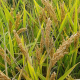 Well formed grains in the heads of the Loto Upland Rice