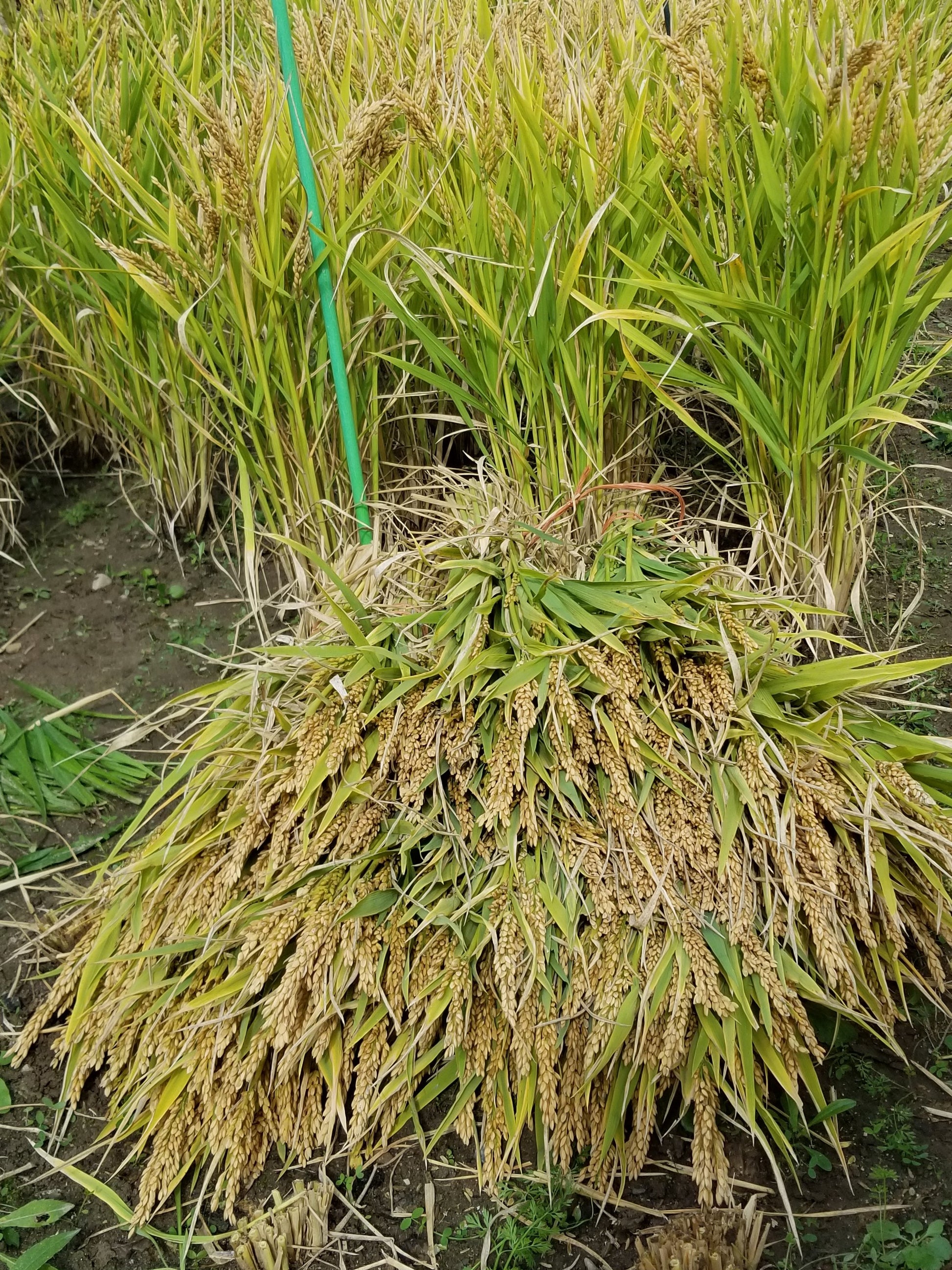 Loto Upland Rice being cut and bundled in the field