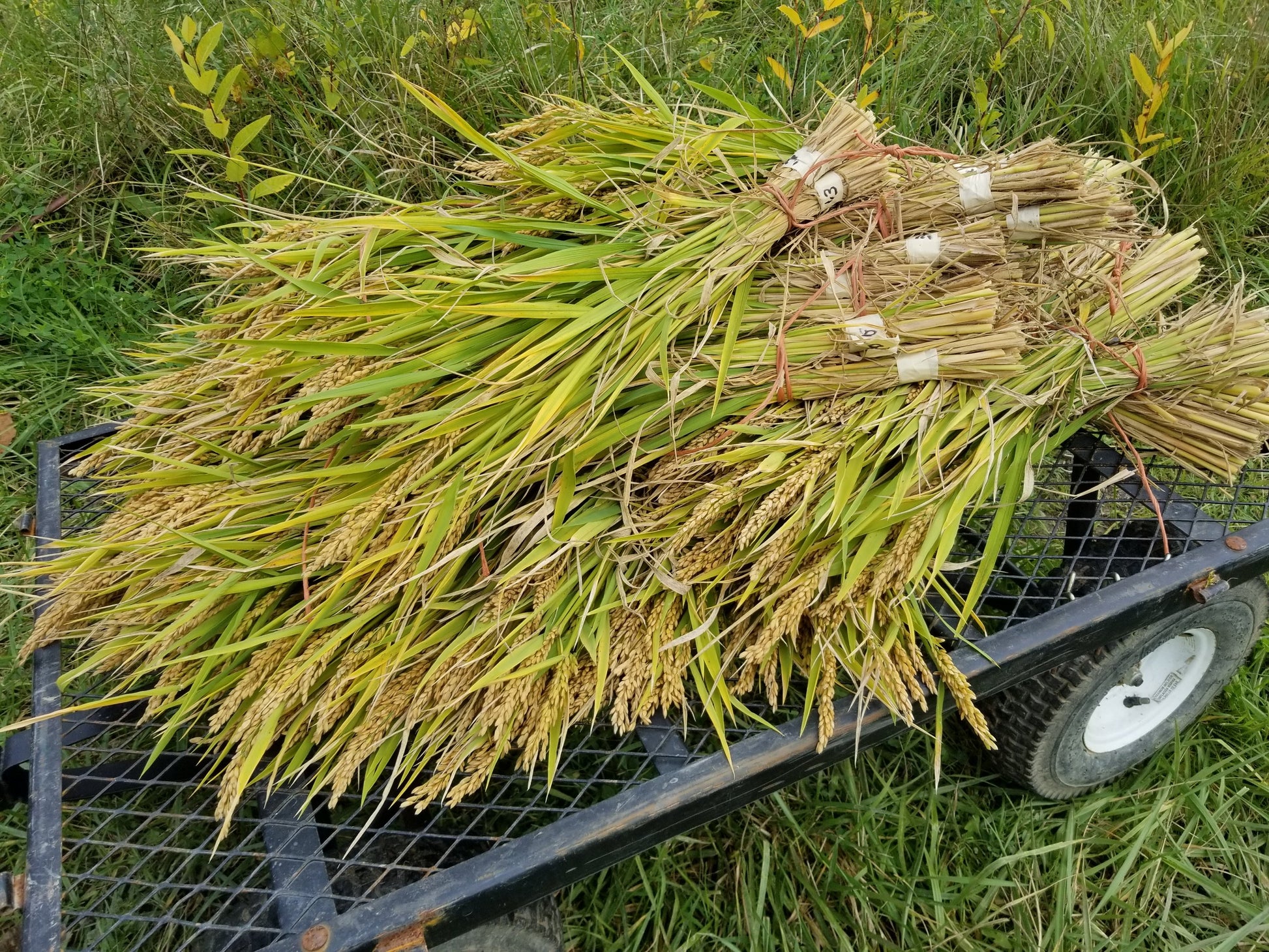 Hauling the Loto Upland Rice to the barn to be hung up for final drying