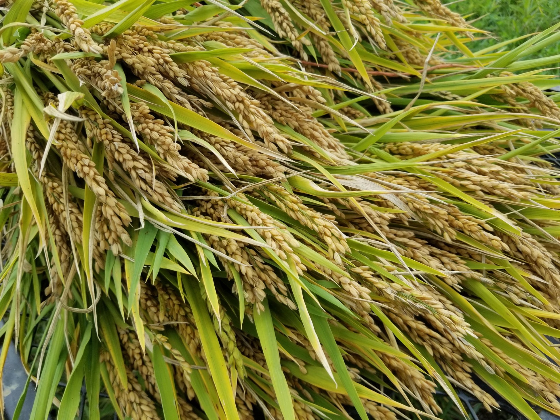 Loto Upland Rice with nicely filled panicles