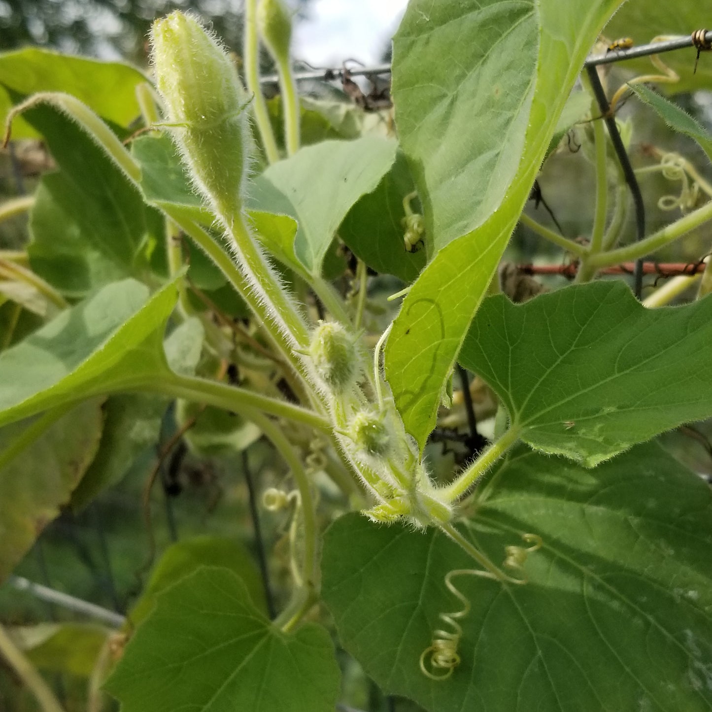 Cucuzzi Squash