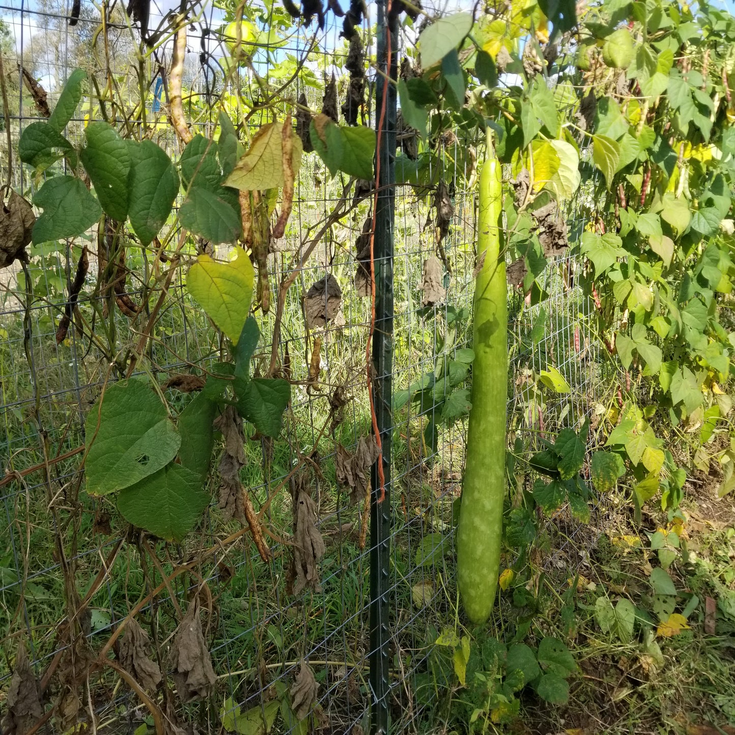 Cucuzzi Squash